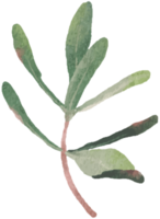 Éléments de tige de feuille de podocarpus polystachy vert aquarelle png
