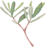 watercolor green Podocarpus polystachy leaf stem elements png