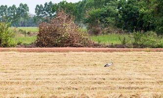 Dry paddy field photo