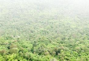 Rainforest with the light fog. photo