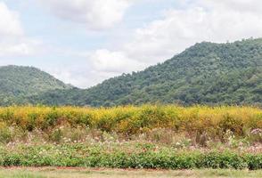 Variety of flower garden photo