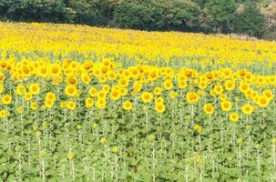 The Sunflower field photo