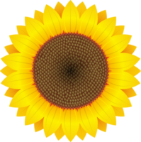 Sunflower clipart design illustration