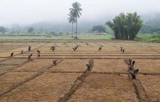 el campo de arroz dorado después del tiempo de cosecha se cubre con la niebla. foto
