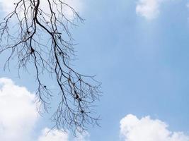 Dry branches under the clear blue sky. photo