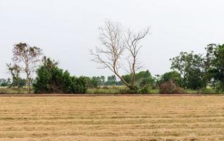 Dry paddy field after the havest time. photo