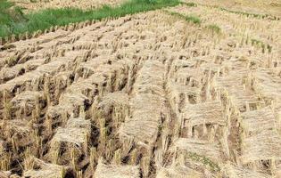 Straw pattern in the  paddy field after the harvest time. photo