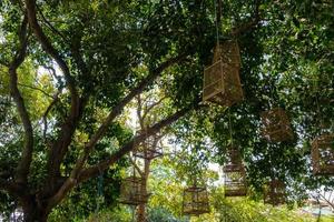 muchas jaulas de pájaros de madera cuelgan de la rama del árbol grande. foto