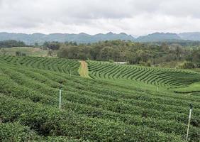 Tranquil view of the organic tea plantation on the hill. photo