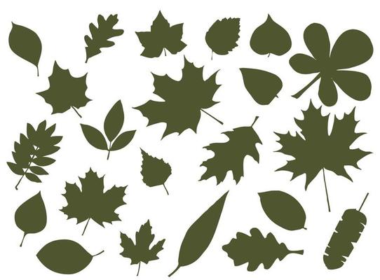 Set of leaf silhouettes. Leaves of deciduous forest trees
