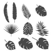 Set of silhouettes of palm leaves and other leaves of exotic trees vector