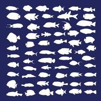 A large set of non-predatory fish. School of fish vector