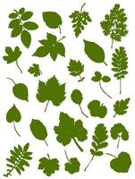 Set of leaf silhouettes. Leaves of deciduous forest trees vector