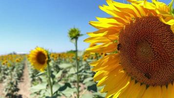 mooie natuurlijke plant zonnebloem in zonnebloem veld in zonnige dag video