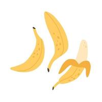 Fresh bananas. Exotic and tropical fruit. Healthy food vector