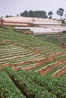 Strawberry farm with greenhouse. photo