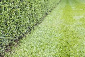 Long hedge fence around the meadow. photo