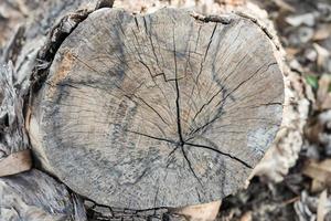 pequeño tocón de árbol foto