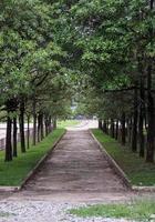 High tree arch along the concrete way. photo