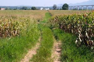 The local corn farm field with the path for the tractors in the valley. photo