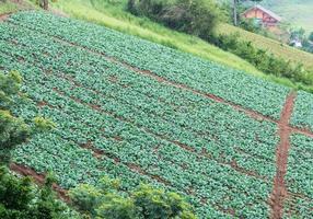 The Cabbage farm photo