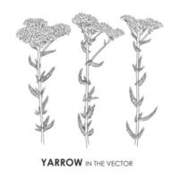 VECTOR SKETCH OF A YARROW ON A WHITE BACKGROUND