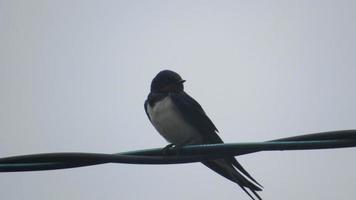 Swallow on a branch. Wild bird photo