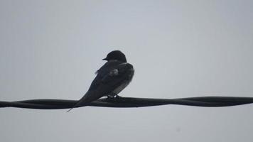 Swallow on a branch. Wild bird photo