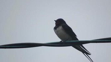 Swallow on a branch. Wild bird photo