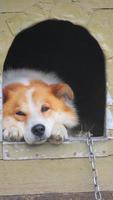 a dog in a booth. beautifull portrait of a red dog. Close-up photo of a dog