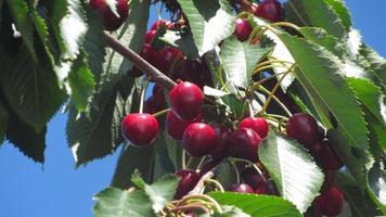 Cherry berries on a tree. Ripe red cherries photo