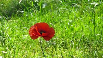 red poppy. poppy flower in the field photo