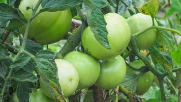 growing tomatoes. green tomatoes in the garden photo