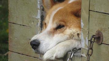 a dog in a booth. beautifull portrait of a red dog. Close-up photo of a dog