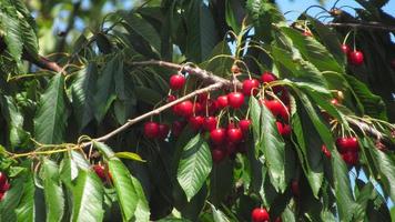 Cherry berries on a tree. Ripe red cherries photo