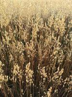 campo de avena. cosecha de avena foto