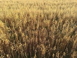 field of oats. oat harvest photo