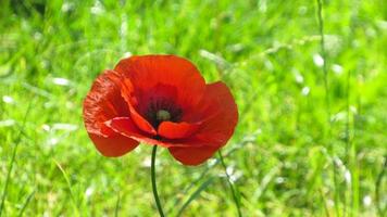 red poppy. poppy flower in the field photo