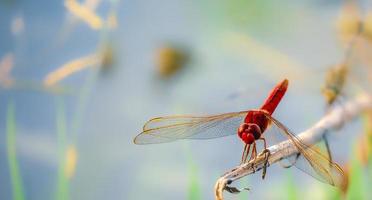 The beautiful red dragonfly loves to perch on a dry branch photo