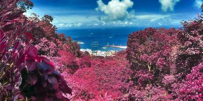 Beautiful pink and purple infrared shots of tropical palm trees on the Seychelles photo