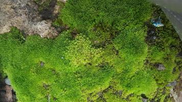 textura de musgo verde foto