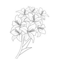 lily line drawing vector of flower coloring page drawing for printing element