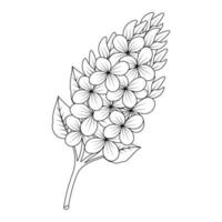 bunch blooming flower of branch line art design template with doodle style drawing vector