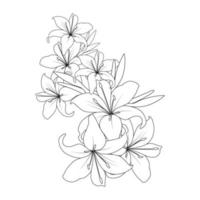 lily flower vector graphic line art design for coloring book page illustration