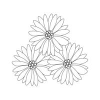 chamomile flowers black and white outline vector illustration isolated on white background