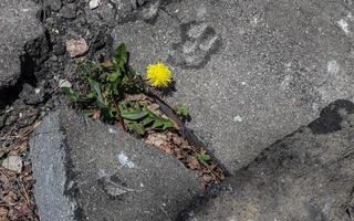 Close up view at a single dandelion flower on an asphalt road photo