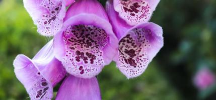 Beautiful digitalis flower close up in white and purple color photo