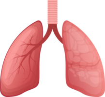 Lung clipart design illustration png