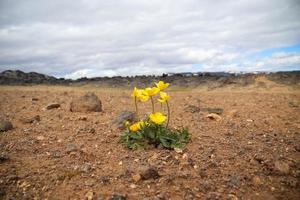 A solitary yellow flower on the parched volcanic soil of Iceland. photo