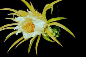 dragon fruit flower photo